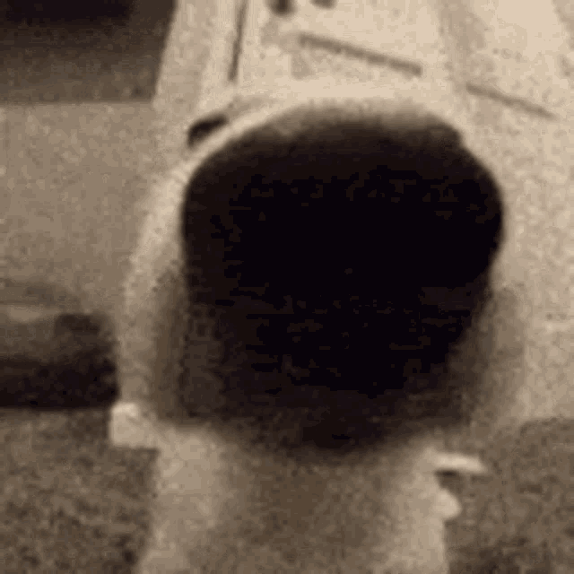 sniffing dog nose meme